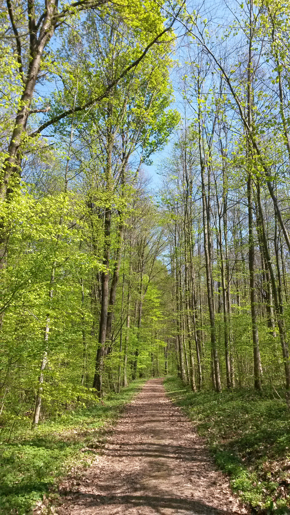 Masagepraxis Isele-WellMed